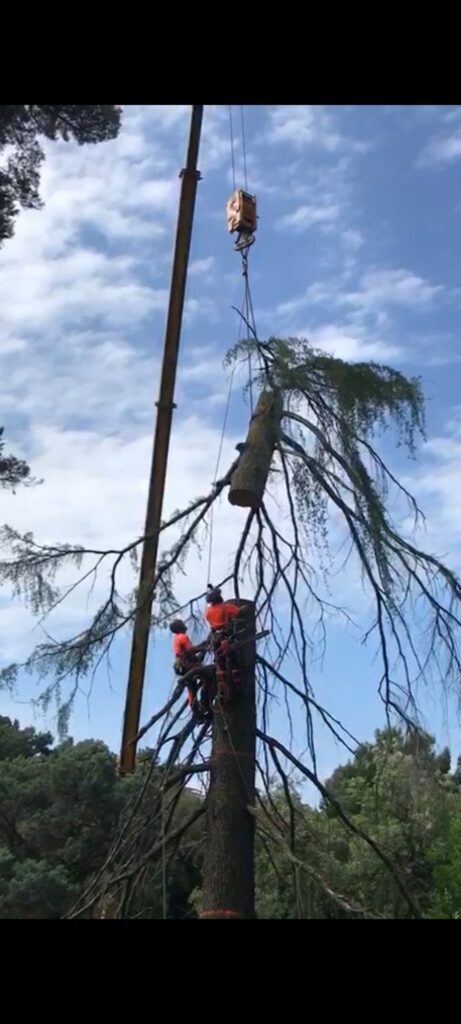 Potature alberi a Udine