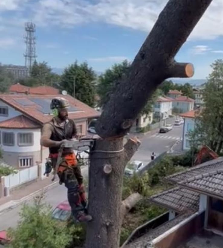 Abbattimento alberi a Udine